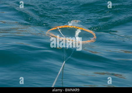 Plankton Schleppnetz, Pembrokeshire, Wales, UK, Europa Stockfoto