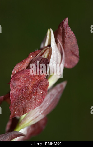 Herzförmige Lippe Orchidee (Serapias Cordigera) Stockfoto