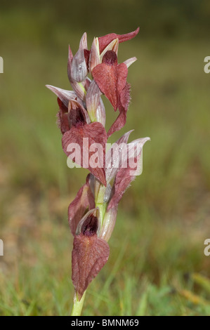 Herzförmige Lippe Orchidee (Serapias Cordigera) Stockfoto