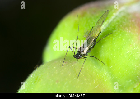 Extreme Nahaufnahme von der Rose Blattlaus Macrosiphum Rosae auf Rosenknospe.  Geflügelten Weibchen mit Nachwuchs Stockfoto