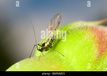 Extreme Nahaufnahme von der Rose Blattlaus Macrosiphum Rosae auf Rosenknospe.  Geflügelten Weibchen mit Nachwuchs Stockfoto