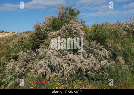 Tamariske Tamarix Gallica in voller Blüte Stockfoto