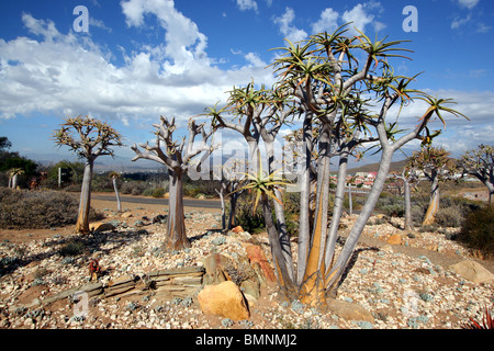 Aloe Dichotoma, Karoo Wüste National Botanic Garden, Worcester, Western Cape, Südafrika. Stockfoto