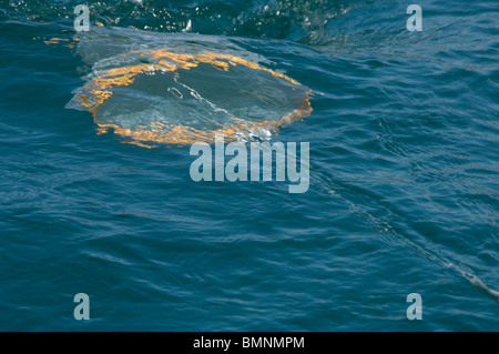 Plankton Schleppnetz, Pembrokeshire, Wales, UK, Europa Stockfoto