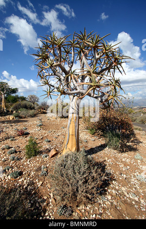 Aloe Dichotoma, Karoo Wüste National Botanic Garden, Worcester, Western Cape, Südafrika. Stockfoto