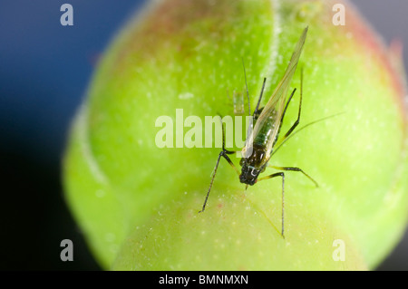 Extreme Nahaufnahme von der Rose Blattlaus Macrosiphum Rosae auf Rosenknospe.  Geflügelten Weibchen mit Nachwuchs Stockfoto