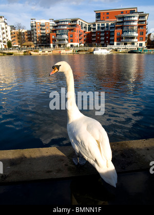 Großbritannien, England, London, Surrey, Kingston-upon-Thames, am Flussufer Stockfoto