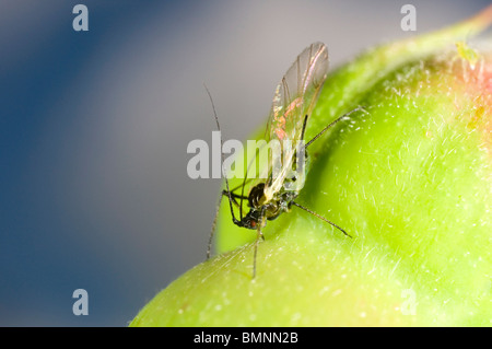 Extreme Nahaufnahme von der Rose Blattlaus Macrosiphum Rosae auf Rosenknospe.  Geflügelten Weibchen mit Nachwuchs Stockfoto