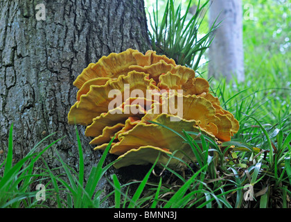 Pilz auf Baum, "Huhn des Waldes" oder 'Sulphor Regal' (Laetiporus Sulphureus). Bonnington, Lanarkshire, Schottland, Großbritannien Stockfoto