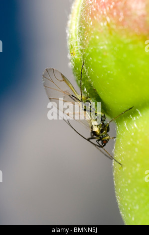 Extreme Nahaufnahme von der Rose Blattlaus Macrosiphum Rosae auf Rosenknospe.  Geflügelten Weibchen mit Nachwuchs Stockfoto