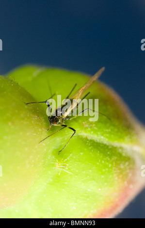 Extreme Nahaufnahme von der Rose Blattlaus Macrosiphum Rosae auf Rosenknospe.  Geflügelten Weibchen mit Nachwuchs Stockfoto