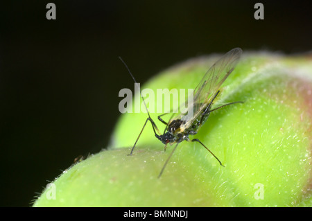 Extreme Nahaufnahme von der Rose Blattlaus Macrosiphum Rosae auf Rosenknospe.  Geflügelten Weibchen mit Nachwuchs Stockfoto