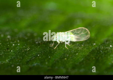 Extreme Nahaufnahme von einem winzigen grünen Blattlaus auf Blatt Stockfoto
