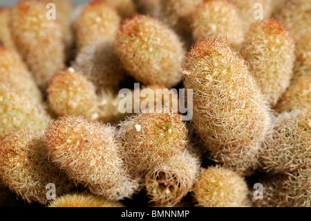 Mammillaria Elongata goldenen Sternen Biskotten Kakteen Stacheln Trockenheit resistent Stockfoto