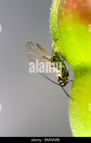 Extreme Nahaufnahme von der Rose Blattlaus Macrosiphum Rosae auf Rosenknospe.  Geflügelten Weibchen mit Nachwuchs Stockfoto