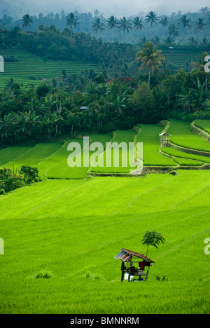 Einige der schönsten Reisterrassen auf Bali finden Sie in der Nähe des Dorfes Kekeran in Nord-Bali, Indonesien. Stockfoto