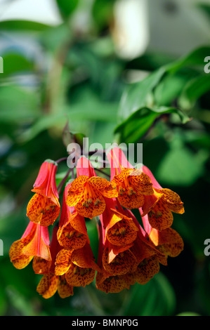 Macleania Insignis ungewöhnliche rot orange Blume Pflanze Blüte Blüte Ericaceae Stockfoto