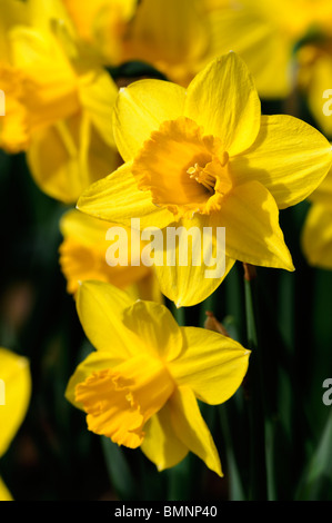 Narcissus Carlton Narzissen Division 2 früh blühende Makrofoto Nahaufnahme Blume Blüte Blüte gelbe Tasse Stockfoto