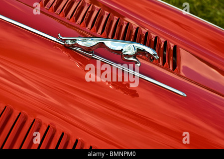 Eine klassische Jaguar-Ornament auf einem Jaguar Auto Stockfoto