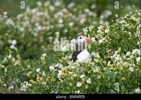 Papageitaucher (Fratercula Arctica) Erwachsenen stehen vor den Fuchsbau unter Blumen Farne Islands Küste von Northumberland, England Stockfoto