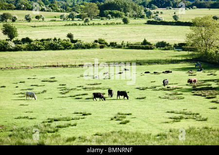 Kühe und Bullen, die Weiden in einem Feld England UK Stockfoto