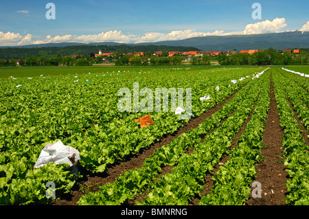 Feld mit Crisphead Salat, Gemüsebau Bereich Grosses Moos, Seeland-Region, Schweiz Stockfoto