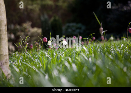 Weiße und violette Schlange Kopf Fritillary Blumen auf einer Wiese Stockfoto