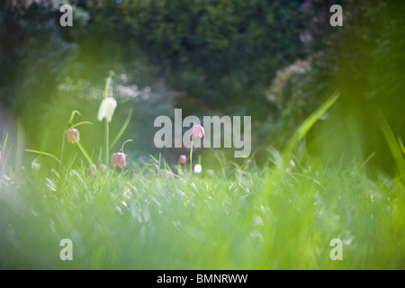 Weiße und violette Schlange Kopf Fritillary Blumen auf einer Wiese Stockfoto