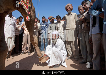 Kamel-Ausstellung. Nagaur Viehmarkt. Rajasthan. Indien Stockfoto