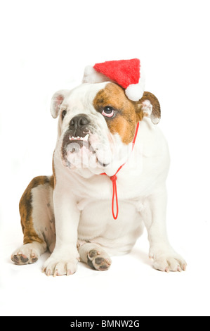Eine britische Bulldogge mit einer Weihnachtsmütze auf reines weiß (255rgb) im Hintergrund. Stockfoto