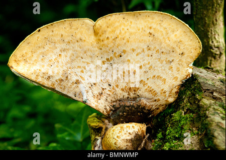 Polyporus an Sattel Dryade Fasan Rückseite Pilze wachsen in UK woodland Stockfoto