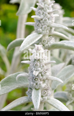Stachys byzantina (Lamb's Ear) Stockfoto
