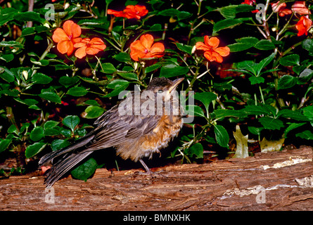 Junge Robin, Turdus Migratorius auf Log in der Nähe von orange Sultana Blumen erholt sich von seinen ersten Flug vom nest Stockfoto