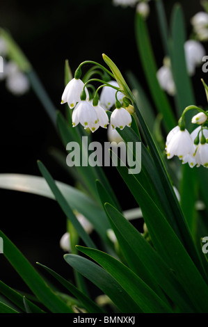 Leucojum Aestivum Gravetye Giant Sommer Schneeflocke Blumen kleine glockenförmige Form weiß grün vor Ort Blütenhüllblatt Blüte Blüte Frühling Stockfoto