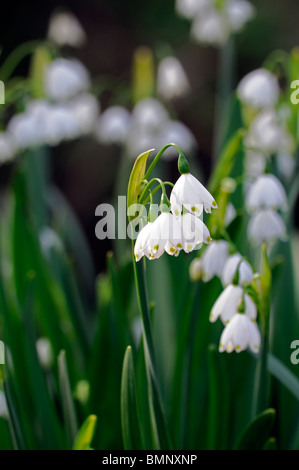 Leucojum Aestivum Gravetye Giant Sommer Schneeflocke Blumen kleine glockenförmige Form weiß grün vor Ort Blütenhüllblatt Blüte Blüte Frühling Stockfoto