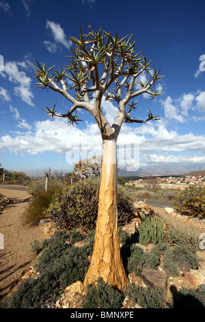 Aloe Dichotoma, Karoo Wüste National Botanic Garden, Worcester, Western Cape, Südafrika. Stockfoto