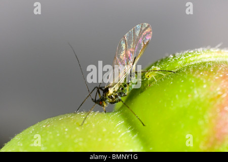 Extreme Nahaufnahme von der Rose Blattlaus Macrosiphum Rosae auf Rosenknospe.  Geflügelten Weibchen mit Nachwuchs Stockfoto