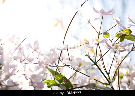 Clematis Blumen blühen im Frühjahr Stockfoto