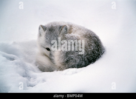 Polarfuchs, Cape Churchill, Manitoba, Kanada. Stockfoto