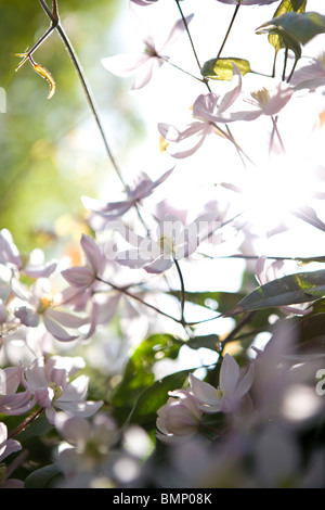 Clematis Blumen blühen im Frühjahr Stockfoto