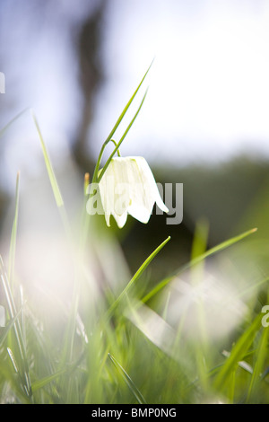 Eine weiße Schlange Kopf Fritillary Blume in voller Blüte Stockfoto