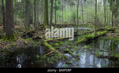 Frühling nass Mischwald mit stehendem Wasser und tote Bäume teilweise abgelehnt Stockfoto