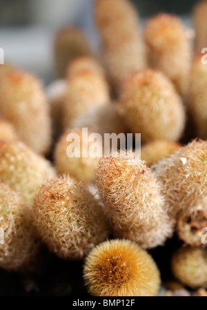 Mammillaria Elongata goldenen Sternen Biskotten Kakteen Stacheln Trockenheit resistent Stockfoto