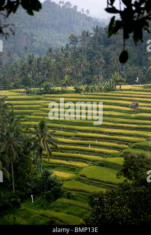 Einige der schönsten Reisterrassen auf Bali finden Sie in der Nähe des Dorfes Kekeran in Nord-Bali, Indonesien. Stockfoto