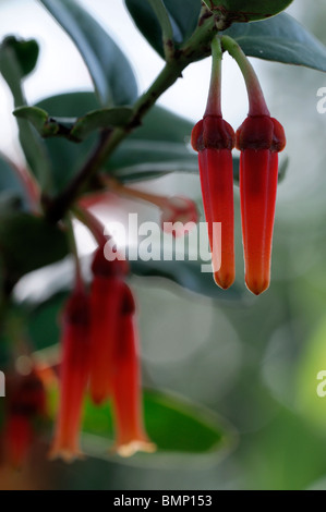 Macleania Insignis ungewöhnliche rot orange Blume Pflanze Blüte Blüte Ericaceae Stockfoto