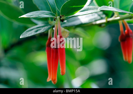 Macleania Insignis ungewöhnliche rot orange Blume Pflanze Blüte Blüte Ericaceae Stockfoto