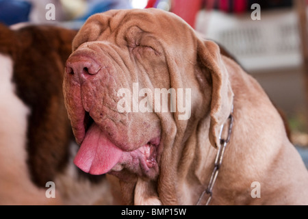 Mastino Napoletano auf einer Hundeausstellung in Bangalore, Indien. Stockfoto