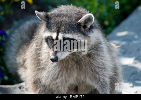 Eine kanadische Waschbär (Procyon Lotor), saß auf A Wall In The Summer Sun Stockfoto