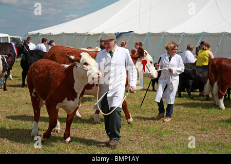 Rinder bei Honley Show, Farnley Tyas, Huddersfield, West Yorkshire, England, UK beurteilt zu werden. Stockfoto