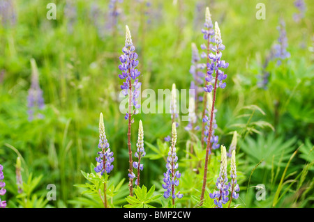 Ein Feld von wilden Lupinen Blumen wächst im westlichen Washington. Stockfoto